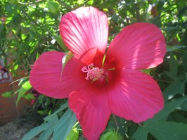 А вы знаете, как цветет  баобаб?