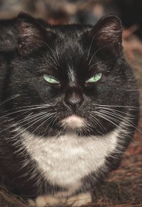 Шикарный кот, какой цвет глаз