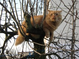 весна пришел, котан прилетели...