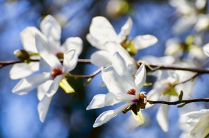 Мне очень нравится цветение павловнии - удивительный конфетно-сладостный аромат (мне почему-то напоминает запах детского шампуня Кря-Кря). Ещё очень красиво цветёт глициния. Ну и разные магнолии вне конкуренции :)