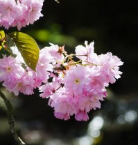 Солнечная форзиция (хоть и кустарник) и вишня пильчатая