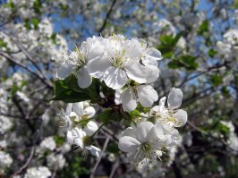 А вы знаете, как цветет  баобаб?