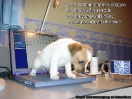 Эти щенки погибли бы в пустыне, если бы не двое путешественников