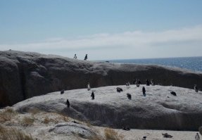 пингвины в африке - ЮАР.Boulders Beach