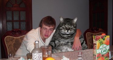 Коты попавшие в непростую жизненную ситуацию