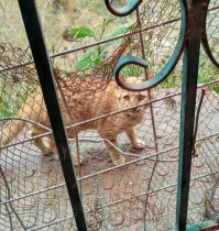 Иорданский грустный котик.У него тоже ситуация.. Вглядитесь в его глаза.