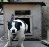 Летящие собаки: так проявляется песья душа!