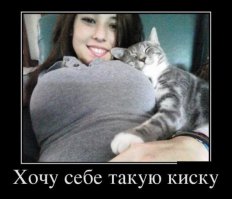 20 фотографий кисок, каждую из которых можно отправить другу