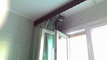 Коты попавшие в непростую жизненную ситуацию