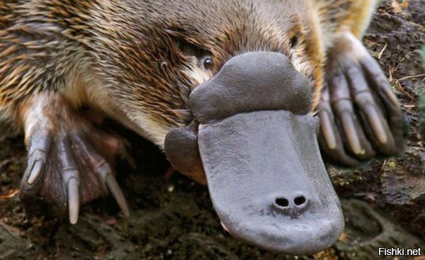 Насчёт эволюции не скажу, но глядя на утконоса, надо отметить, что у Бога было отличное чувство юмора: