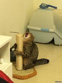 Коты попавшие в непростую жизненную ситуацию