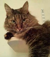 7 лет назад случилось так, что вот это "чудовище" стало "Главной Киской" в нашей семье))))