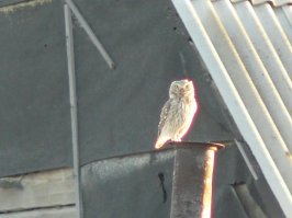 Сороки ночью дрыхнут ... 

Ночью исполняют сычи ... Не намного лучше ...
Идешь ночью по складам - и детский смех в перелив с истерикой ... А ты говоришь - сорока !!!