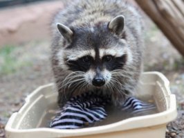 енот полоскун..., белка подметун..., чего дальше?))