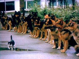 Служебные собаки