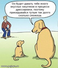 Служебные собаки