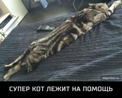 Коты попавшие в непростую жизненную ситуацию