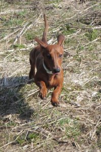 Сардельтерьер