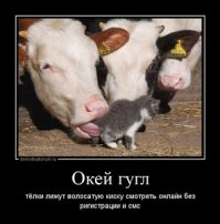 20 фотографий кисок, каждую из которых можно отправить другу