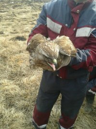 Этому лапы обожгло током. Живет теперь в местном сафари-парке.  Ходит плохо, но сойдет.  Силой кормить и поить первое время приходилось.