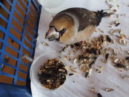 а этот просто оголодал и сидел в снегу замерзал. на днях выгоню.