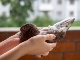 Этого голубя собака погрызла. Выходил и отдал даме одной на содержание.