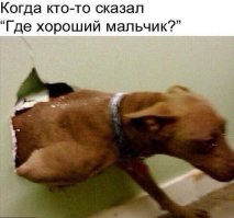 Летящие собаки: так проявляется песья душа!