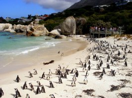 Мыс Доброй Надежды, до Антарктиды рукой подать )))