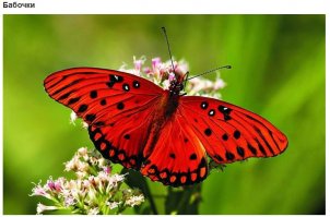 бабочкИ?  где еще? ... "еще бананы"