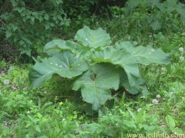 Вот какие у меня на даче, блджат, подснежники!