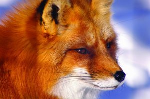 Красная панда  
И если белка попала в сей список, то как же без нашей Патрикеевны