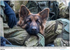 Служебные собаки