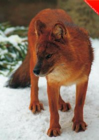 Красный волк.