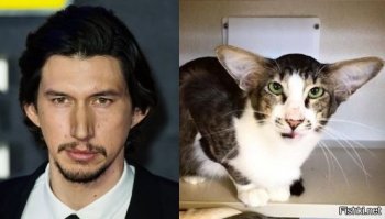 Где-то в параллельной котовселенной