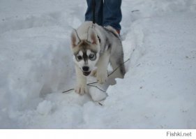 Моя в детстве :)
Бог с ним с вопросом "а это у вас лайка, да?"
У меня вот арлекин да еще и не очень крупная девочка. Вот диалог, который сопровождает мои прогулки с псом почти каждый день:

- А это у вас лайка? 
- Нет, хаски.
- Маленькая наверно еще?
- Нет уже большая.
- А почему такая маленькая? Хаски больше.
- Нормальная, среднего роста.
- А почему не пушистая? Болеет? 
- Нормальная, далеко не все хаски пушистые.
- Ой, а у нее глазки разные? Это нормально.
- Да нормально. Люди тоже с разными глазами бывают.
- Ой, а хаски все такие с разными глазами? 
- Нет. Но не редкость. 
- Ой а она голубым глазом видит? 
- Да
- А как зовут? 
- Ерунда.
- Как? 
- Ерунда. 
- Зачем вы так собаку назвали? 
- Как захотел так и назвал. До свидания. 

А еще есть проблема с детишками. Малыши иногда пугаются, кричат: "Мама, мама! Волк!!! Волк!!!" Стараюсь обходить детские площадки подальше. 

А в целом - Хаски отличные собаки, требующие тем не менее особого ухода. (бегать им надо много, что зимой выливается в 3-х часовые вечерние прогулки в любой мороз :)) )
Зато их шерсть, обладающая рядом уникальных свойств, это огромный плюс если дома дети. Хаски практически не пахнут "псиной", шерсть не вызывает аллергии, а так же обладает способностью к "самоочищению", какой бы чумазой Рунда не вылезла из леса, чуть подсохла, отряхнулась и грязи нет.

Ну а дружелюбность и активность хаски и так всем известна.