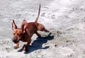 На ушастой тяге )