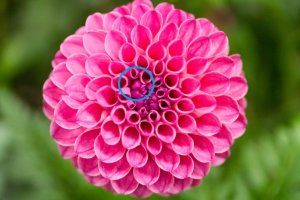 круг лепестков не идеален, сжечь