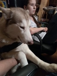 Правда красавица
Вот мои оболтусы(из последнего)))