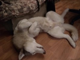 Правда красавица
Вот мои оболтусы(из последнего)))