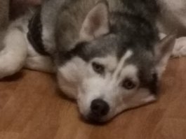 Правда красавица
Вот мои оболтусы(из последнего)))