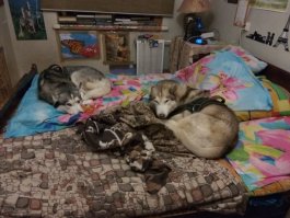 Правда красавица
Вот мои оболтусы(из последнего)))