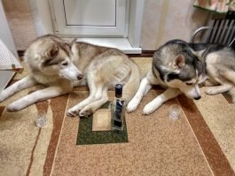 Правда красавица
Вот мои оболтусы(из последнего)))