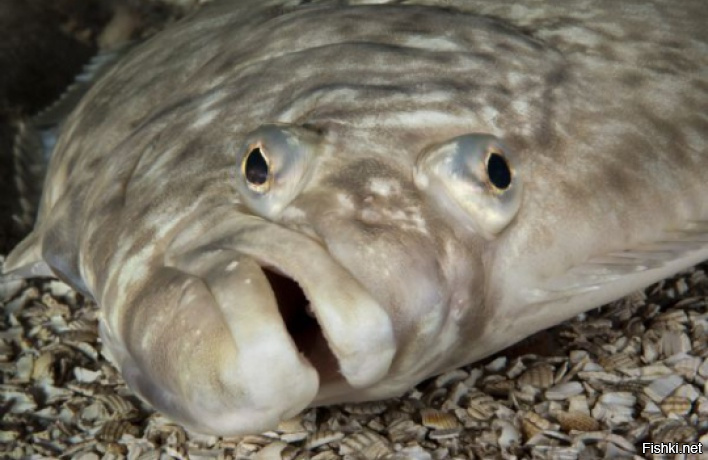 Почему рыба без головы. Палтус рыба. Палтус рыба Живая. Палтус рыба голова. Камбала глаза.