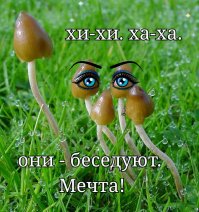 Мечта грибника, не правда ли?