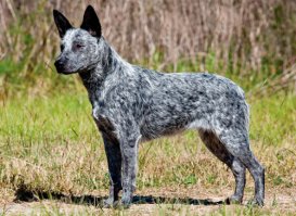 Половина собак в подборке не с "недостатком краски", а окраса мерль.
В некоторых породах он вообще стандартный.
Австралийский хилер, например: