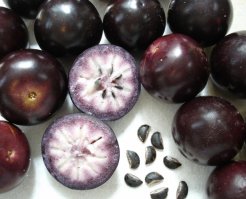 Жаботикаба – дерево, плоды которого растут прямо из ствола