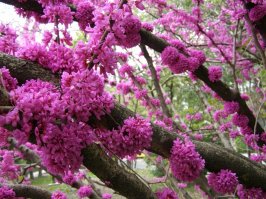 У нас вот такое растёт. Багрянник ( "иудино" дерево ). Сначала цветет, прямо на стволе, потом листья "вылазят". Плодов нет.