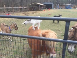 Так вот как выглядит каззёл на "мерине".