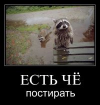 Енот залез в частный дом в Казахстане и перемыл гору посуды