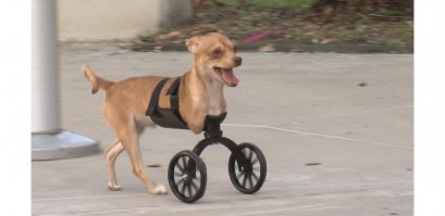 Все будет ровно если хозяин не рукожоп, или даже если рукожоп но не жмот - тоже все будет ровно